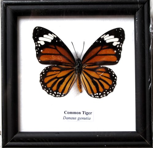 1 X FRAMED REAL BEAUTIFUL COMMON TIGER BUTTERFLY DISPLAY INSECT TAXIDERMY 5