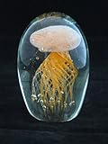 Glass Jellyfish Paperweight 4.5 X 3 Jelly Fish Paper Weight Orange Color 51o7wDuj0bL. SL160 Glass Jellyfish Paperweight 4.5 X 3 Jelly Fish Paper Weight Orange Color