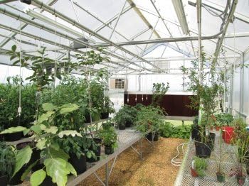 18 ft. x 12 ft. Whitney Premium Educational Greenhouse