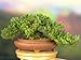 Order a Heavy Trunk Juniper Bonsai Tree and Receive a Free Bonsai Care DVD and More