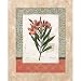 (16x20) Carol Robinson Laurier Rose Art Print Poster