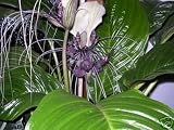 Fledermausblume, purpurfarben - Tacca integrifolia 5K