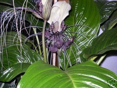 Fledermausblume, purpurfarben - Tacca integrifolia 5K