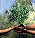 Hands with a Young Plant, Symbol of Future Growth 04 - 36H x 33W - Peel and Stick Wall Decal by Wallmonkeys