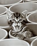 Kitty Cat Art Poster Print by Jean-Michel Labat, 10x12