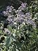 Close-Up of Common Borage Flowers (Borago Officinalis) Photographic Poster Print by C. Delu, 24x32