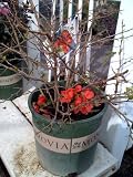 Super Red Flowering Quince Two Gallon