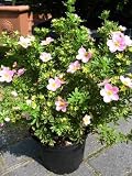 Produkt-Bild: rosa bl&uuml;hender F&uuml;nffingerstrauch Potentilla Princess 30 cm hoch im 3 Liter Pflanzcontainer