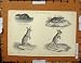 Antique Print C1800-1870 Black Rat Lemming Jerboa Hare