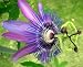Lavender Lady Passion Flower -Passiflora- Indoors/Out!