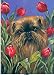 Brussels Griffon & Tulip Note Cards by Suzanne Renaud