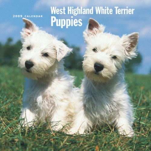 West Highland White Terrier Puppies 2009 Square Wall Calendar