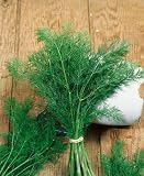 Dill Seeds - Anethum Graveolens - 1 Gram - Approx 250 Gardening Seeds - Herb Garden Seed