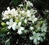 Orange Jasmine 15 Seeds - FRAGRANT