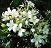 Outdoor Living : Orange Jasmine 15 Seeds - FRAGRANT