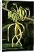 Canvas Prints of WAT-10720 Ylang Ylang Tree - flower from Ardea Wildlife Pets