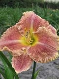 Amazon / Hirts: Perennials; Sun: Gamma Quadrant Daylily Perennial - Hemerocallis