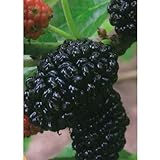 マルベリー（桑）：米国13号（USA No13）5号ポット[苗木]