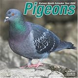 Pigeon 2009 Wall Calendar 12 X 12