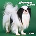 Japanese Chin 2009 Square Wall Calendar