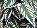 Rex Begonia Vine - Cissus Discolor - Great House Plant