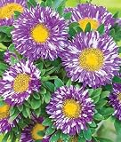 Purple Flowers Seeds