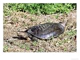 Florida Softshell Turtle, Digging Nest Hole, USA Photographic Poster Print by Stan Osolinski, 32x24