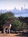 Giraffe, Taronga Zoo, Sydney, Australia Photographic Poster Print by David Wall, 30x40