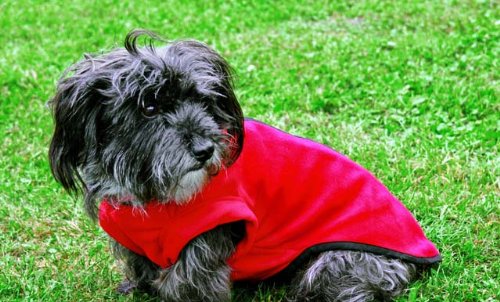 Trixie “Tcoat Plaisir”, Hundemantel, S, 40 cm, braun