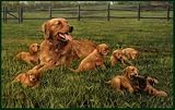 TUFTOP Cutting Board TT92221 Retriever & Pups - Small (9' 'x12' ')