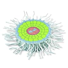 3B Scientific T21002 Model Of The Absorption Zone of the Root, 16.9" x 16.9" x 3.1"