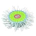3B Scientific T21002 Model Of The Absorption Zone of the Root, 16.9" x 16.9" x 3.1"