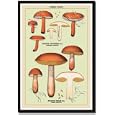 Framed Art Poster 20x30, Edible Fungi: Boletus Castaneus and Edulis