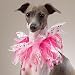 Dog Scrunchy Collar - Razzle Dazzle Flower Power Scrunchy Pet Collar - Medium