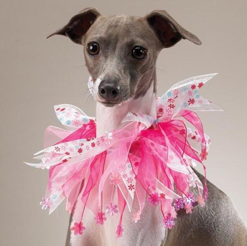 Dog Scrunchy Collar - Razzle Dazzle Flower Power Scrunchy Pet Collar - Small