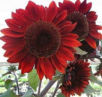 Heirloom 100 Seeds Helianthus Sunflower Jerusalem Artichoke Sunroot Red Flower Bulk Seeds B4073 Heirloom 100 Seeds Helianthus Sunflower Jerusalem Artichoke Sunroot Red Flower Bulk Seeds B4073