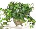 Mini Foliage In Metal Planter