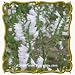 1 Oz Showy Obedient Plant (Physostegia angustifolia) Bulk Wildflower Seeds