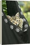 Box Canvas Print of European brown Tabby Cat - Kitten in carrier from Ardea