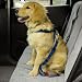 SMALL / MEDIUM - BLACK - Dog Car/Truck Safety Harness - Adjustable Nylon Web with Quick Release Buckles
