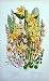 C1870 Anne Pratt Plants Mudwort Mullein Primrose Moth