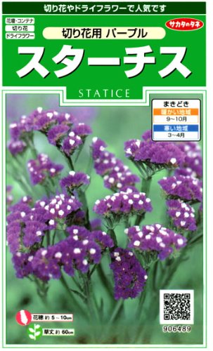 スターチス（リモニューム）　切り花用 パープル　種子 [サカタのタネ]