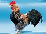 Male Chicken Decoration Rooster Bird Figurie Avian Lifelike Model New