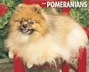 Just Pomeranians Calendar