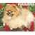Just Pomeranians 2009 Calendar