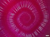 PINK SWIRL TIE DYE SARONG