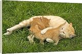 Box Canvas Print of Cat - ginger tabby with kittens suckling from Ardea