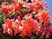 Orange Begonia Flowers - 36