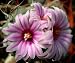 Rare Cactus Seeds Rebutia Rubriflora 10 seeds
