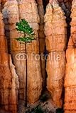 IMAGE OF Wallmonkeys Peel and Stick Wall Decals - Pine Tree and Hoodoos, Bryce Canyon - 60